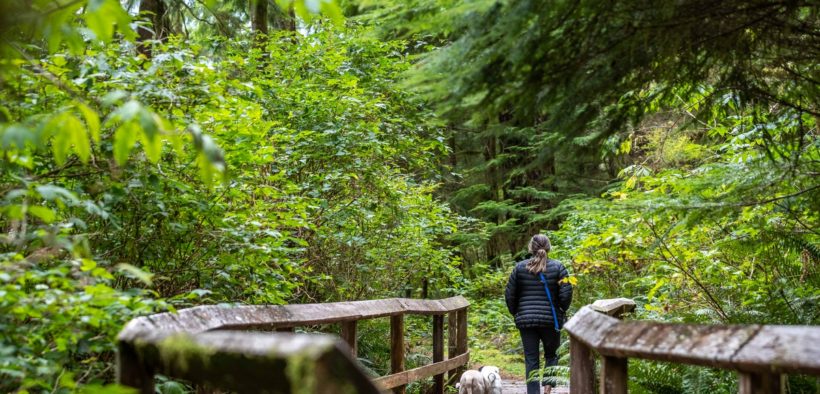 Walking with dogs on the Leiner River Estuary Trail boardwalk, Tahsis ...