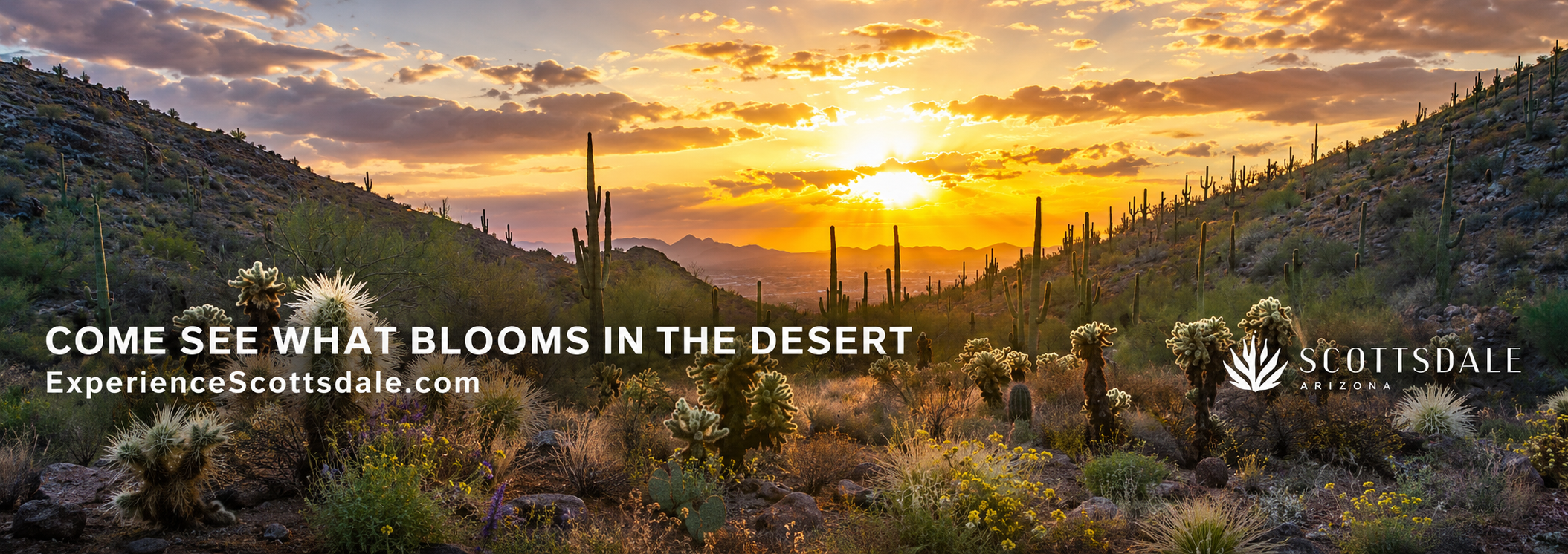 scottsdalebanner